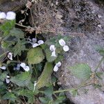 Hypoestes triflora Hábito