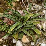 Asplenium ceterach Habitatea