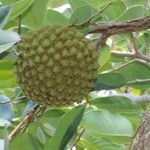 Annona crassiflora फूल