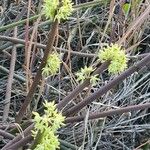 Cynanchum viminale Habit