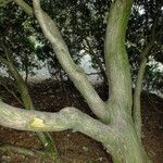 Thuja occidentalis Bark