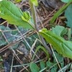 Salvia lyrata Blatt