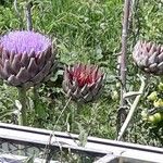 Cynara cardunculus花