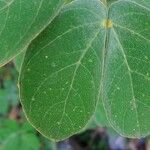 Senna obtusifolia Blatt