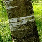 Betula maximowicziana Kůra