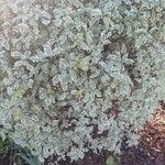 Pittosporum tenuifolium List