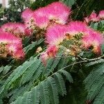 Albizia julibrissinVirág