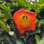 Brugmansia sanguinea Floare