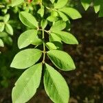 Euonymus alatusFolio