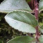 Veronica officinalis Blatt