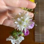 Allium subvillosum പുഷ്പം