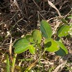 Myrsine guianensis Leaf