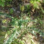 Astragalus boeticus Vekstform