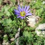 Anemone berlandieri Flower