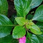 Impatiens walleriana Habit