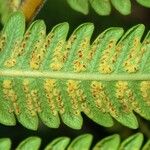 Sphaerostephanos invisus Leaf