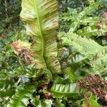 Asplenium scolopendrium Lapas