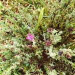 Teucrium marum Flower