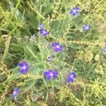 Anchusa officinalisBloem