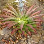 Agave palmeri Агульны выгляд