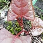 Reynoutria japonica Blatt