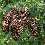 Picea abies Плод