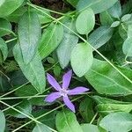 Vinca herbacea Blomma