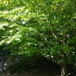 Parrotia subaequalis Hábito