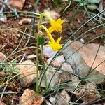 Narcissus gaditanus 花