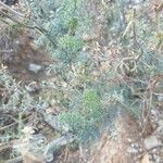 Ruta angustifolia برگ