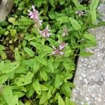 Stachys floridana Blad