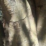 Ficus abutilifolia Bark