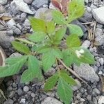 Cleome rutidosperma Ліст