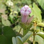 Ipomoea pileata ফুল