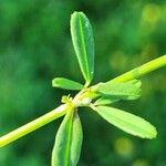 Melilotus altissimus Leaf