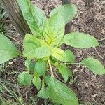 Amaranthus blitumLeaf