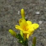 Chrysojasminum fruticans Flower