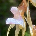 Epipogium aphyllum Fula