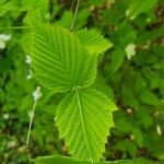 Rhodotypos scandens Leaf