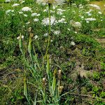 Tragopogon dubius Buveinė