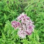 Eupatorium cannabinumFlower