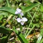 Commelina benghalensis Virág