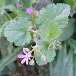 Erodium laciniatum Deilen