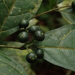 Nichallea soyauxii Fruit