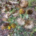 Inula conyza Sonstige