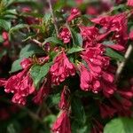 Weigela floridaBloem