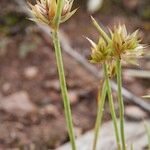 Juncus capitatus Otro
