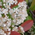 Photinia × fraseri Цветок