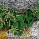 Urtica membranacea Συνήθη χαρακτηριστικά