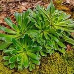 Saxifraga cotyledon 花